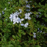 Plumbago auriculata Lam.
